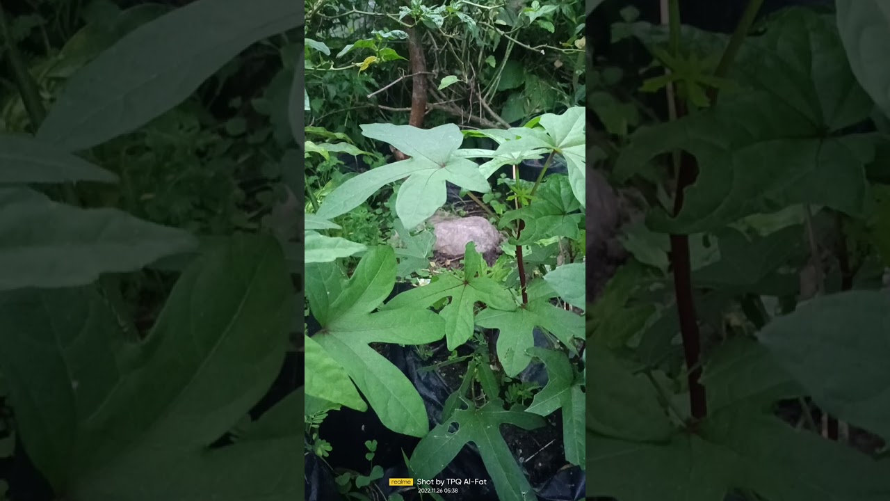 Mengenal Daun Gedi Merah (abelmoschus manihot L medik )