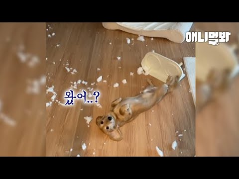근데 이제 매일 매일.ㅣMy <strong>Dog</strong> Destroys The House When He’s <strong>Alone</strong>