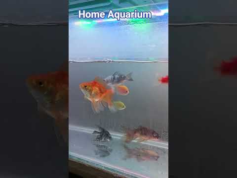 My Home Aquarium | Stress Relief Fish Aquarium | Walking Star