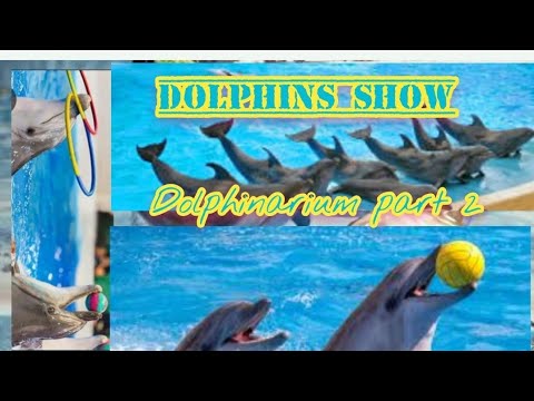 AMAZING DOLPHINS SHOW PART 2💱🐬💧💦#dolphin #dubai