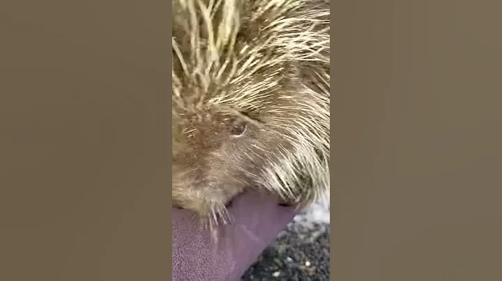 Rupert climbs my arm