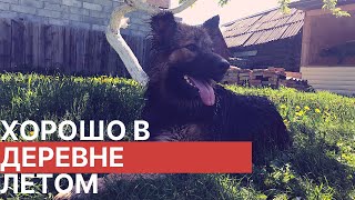 В деревне. Поднимаем забор. Vlog