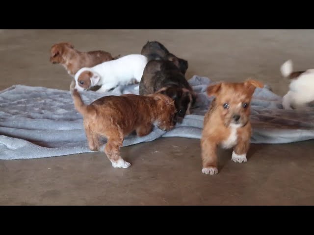 Buck video thumbnail