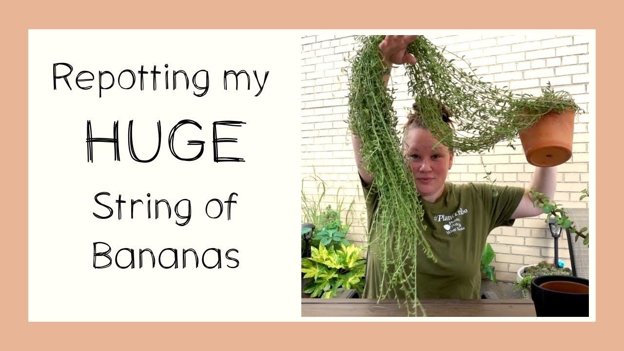 Repotting my HUGE String of Bananas How to repot an overgrown