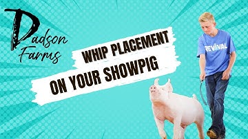 Whip placement while whip training your showpig for a livestock show #showpigs #livestockshow
