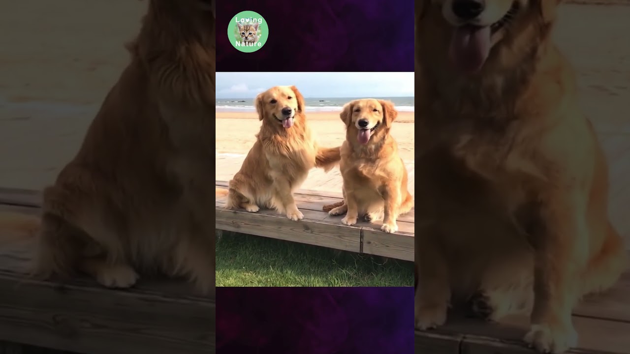 Meravigliosi Animali : Una Esilarante Avventura tra la Bellezza e il Divertimento puro ! 😍😍 # shorts