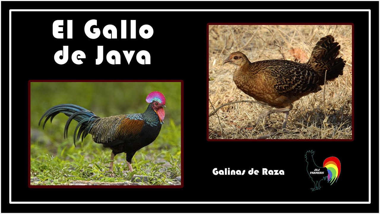 🐓 El Gallo de Java | Gallinas de Raza