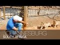 PLAYING WITH DANGEROUS LIONS!!! | Johannesburg, South Africa