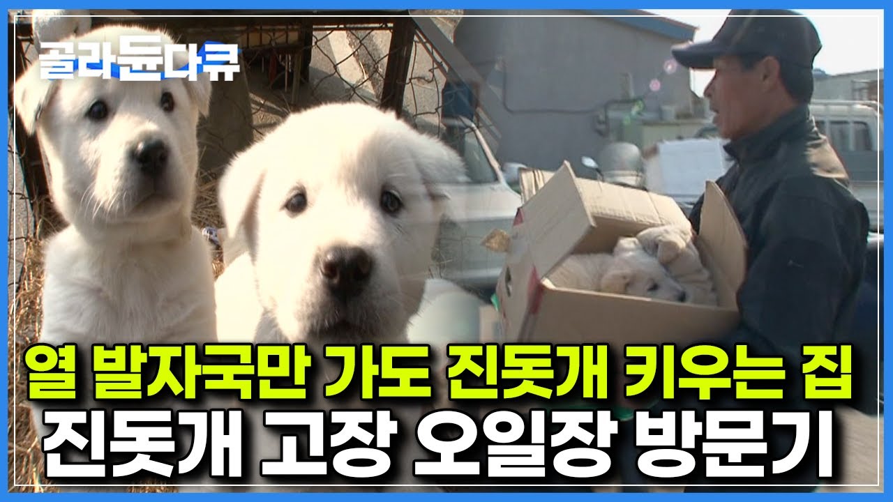 어느집이라도 진돗개 두 어마리 쯤은 기본으로 키운다는 지역｜오일장에서 만난 꼬물이 진돗개들｜진돗개 고장 방문기｜한국기행｜#골라듄다큐