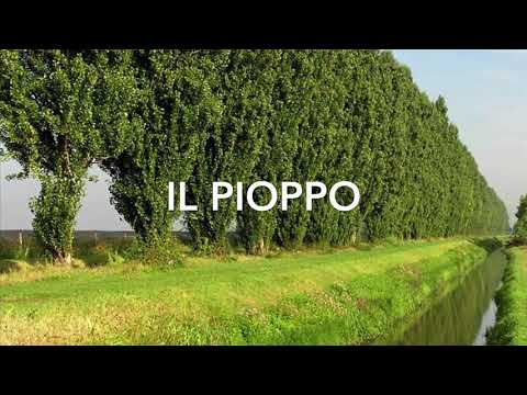 Video: Che aspetto hanno le foglie di pioppo?