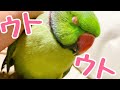 【癒し】おやすみワカバ【字幕なし】(再びワカケホンセイインコを撫で続けてみた!)