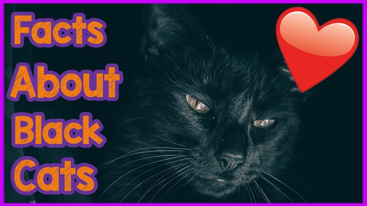 facts about black cats