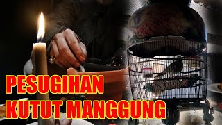 Pesugihan Kutut Manggung Masuk di 5 Mitos Burung Perkutut