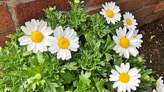 花 ノースポールの育て方 摘芯 Youtube 花 ノースポールの育て方 摘芯 Youtube