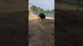 Two cows are fighting #animals #animallover #dairyanimals #dairy #dairyfarming #cow #dairycows