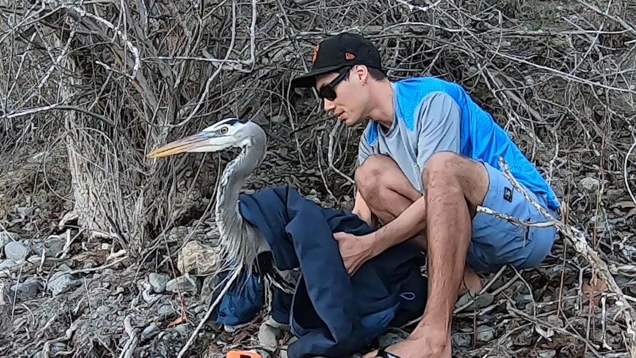 Rescuing a GIGANTIC BIRD Tangled in Fishing Line (Instant Karma) 