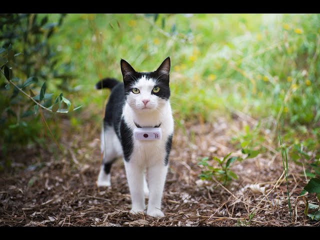 Collier GPS chat Maxi Zoo : caractéristiques et avis