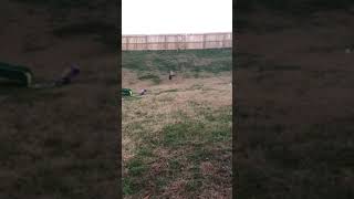 Boy runs and jumps down grass hill and takes a tumble