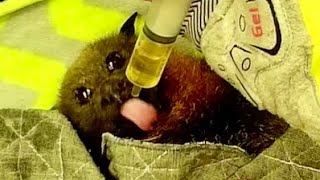 Flying-fox in care, day 2:  this is Burton by Megabattie 2,134 views 3 weeks ago 10 minutes, 25 seconds