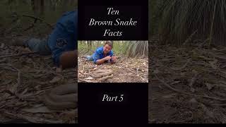 10 Things You Didn’t Know About The Eastern Brown Snake - Part 5