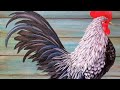 Rooster Acrylic Painting Tutorial LIVE Step by Step Beginner Lesson #yearoftherooster