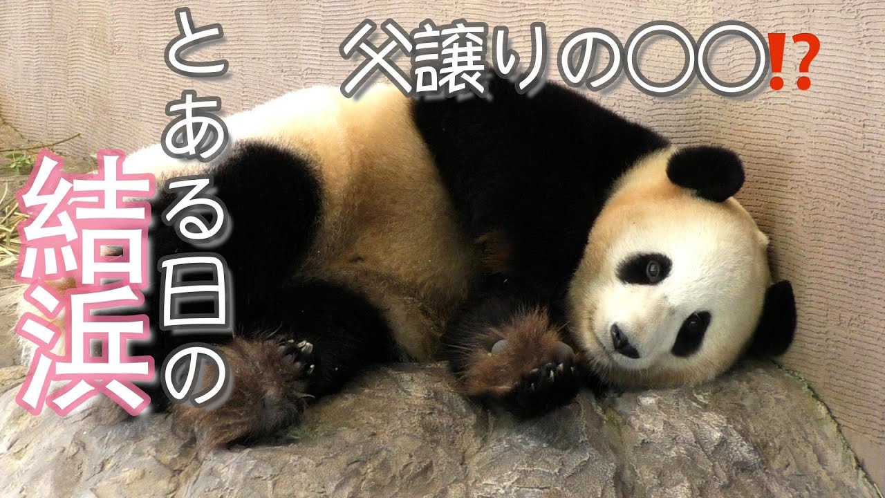 寝落ちが激カワ💕】とある日の結たん🎀パパ譲りの圧w🚪✨【お