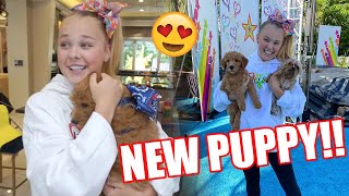 WE GOT A NEW PUPPY!!!!