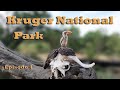 Satara trip  kruger national park  lioness attempting to hunt impala  episode 4