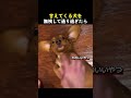 甘えてくる犬を無視して通り過ぎたら