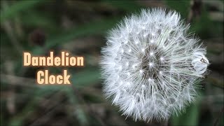 Mesmerising Dandelion clock Dancing in the River to soft Music screenshot 4