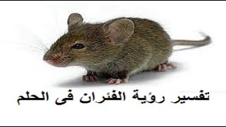 تفسير رؤية الفئران فى المنام للرجل والمراة والعزباء