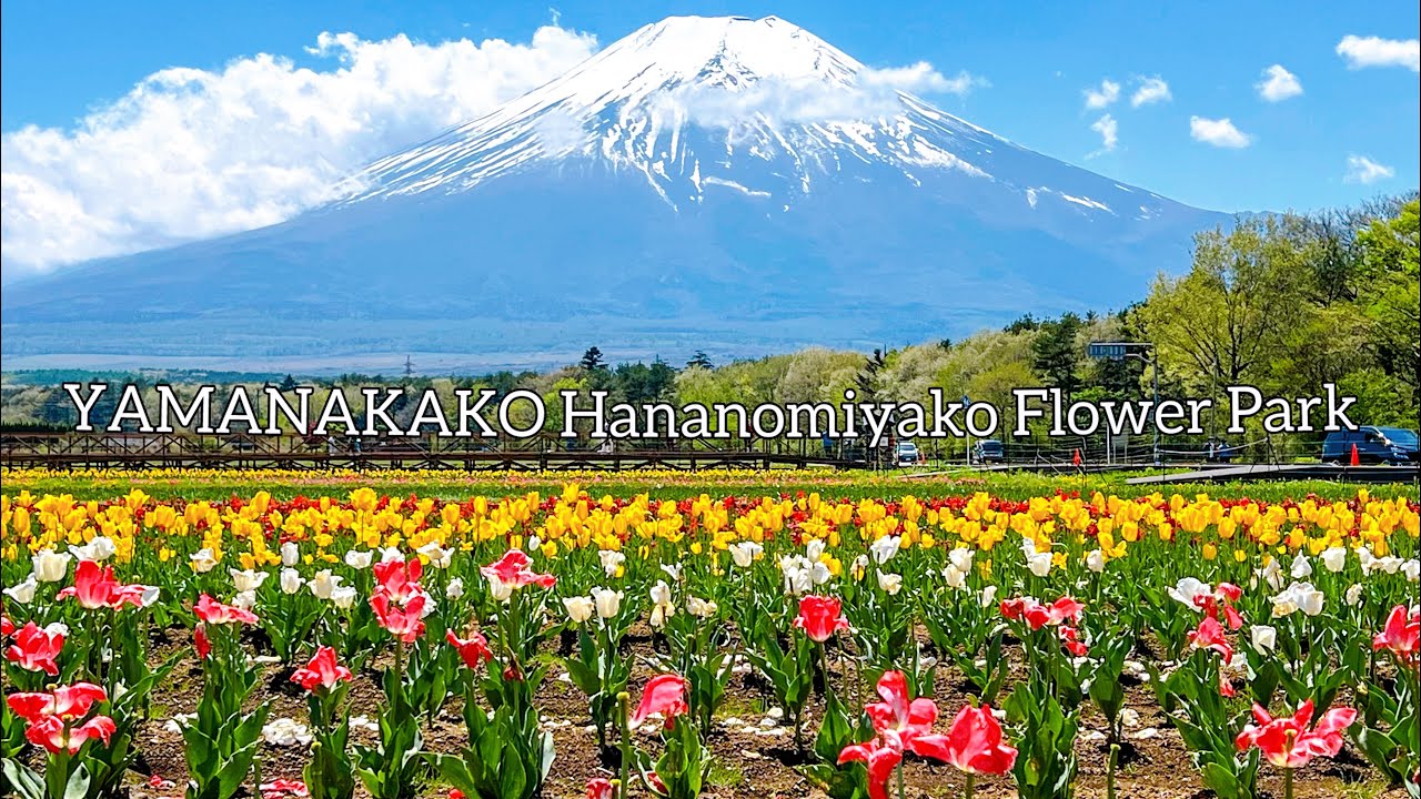 【Япония】Парк Яманакако Хананомияко, где цветут тюльпаны и немофилы 🌷🌼｜Храм и кафе