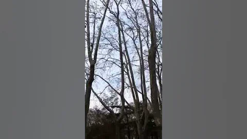 Попугаи в Стамбуле парк