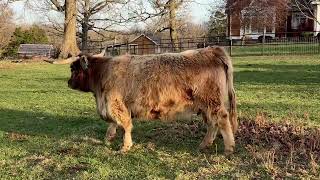 Heartland Highland Cattle Association 15th Annual Spring Sale