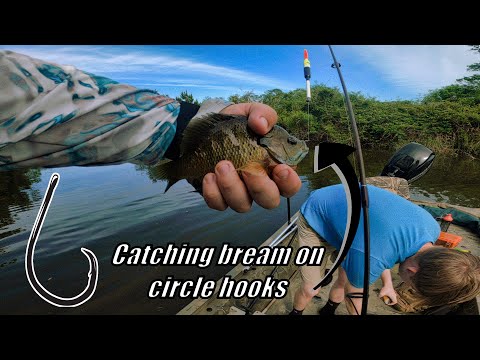 Bream fishing with circle hooks 