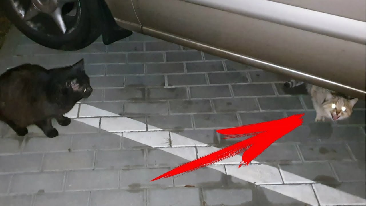 The cat does not allow a pregnant cat to eat - YouTube