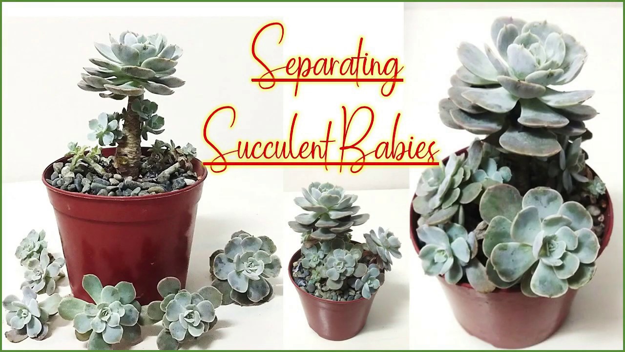 Separating Succulent Babies with Care Tips 