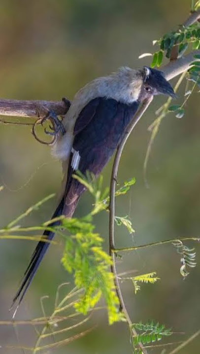 Jacobin cuckoo bird sound