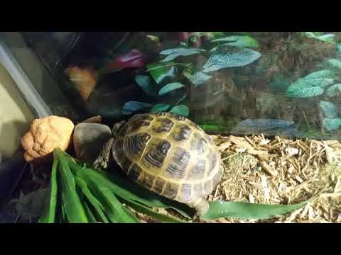 Video: Hoe Kom Je Erachter Hoe Oud Een Landschildpad Is?