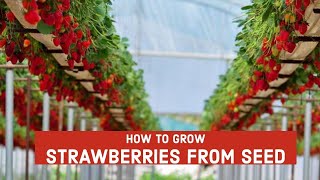 How To Grow Strawberries? Home/Business Fresh and Organic.