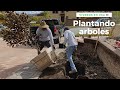 COMO plantar ÁRBOLES GRANDES! Les doy un tour de un vivero en USA 🇺🇸