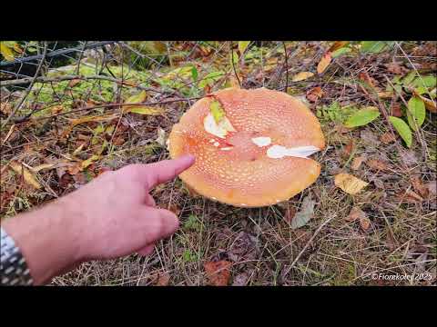 Kolej, grzyby i skoki / Railway, mushrooms and ski jumping