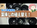 14【多肉植物お手入れ】秋の準備開始！ポイポイ葉挿し鉢からの鉢上げ！秋の寄植えを楽しむために今できること