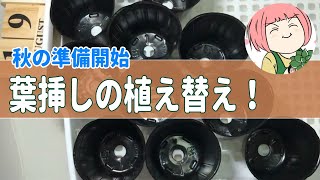 14【多肉植物お手入れ】秋の準備開始！ポイポイ葉挿し鉢からの鉢上げ！秋の寄植えを楽しむために今できること