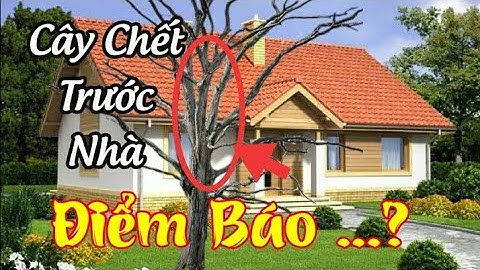 Cây chết trước nhà và nhưng điểm báo | mê bonsai