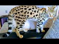 ☑️ 10 BEST REASON'S to OWN an F1 SAVANNAH CAT 🐱👍