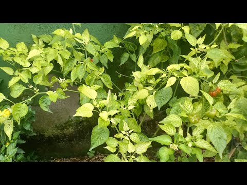 Vídeo: Razões e soluções para as folhas de pimenta ficarem amarelas