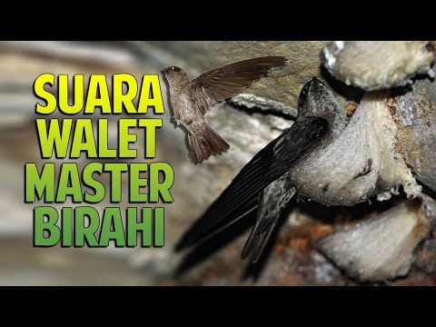 suara-panggil-walet-master-birahi-top-respon