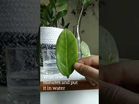 Lets Propagate Zz Plant #propagation #zzplant #indoorplant #cutting #leaf #cottonbaskets #roots
