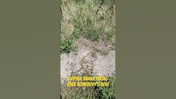Gopher Snake stealing someone’s home! #gophersnake #bullsnake #wildlife